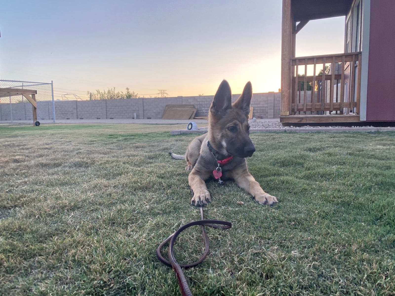 Handler and trainer working with a dog at Rogue Intelligence in Chandler, Arizona