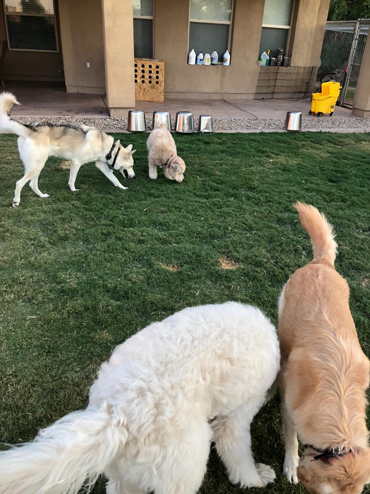 Premium Dog Training Moment