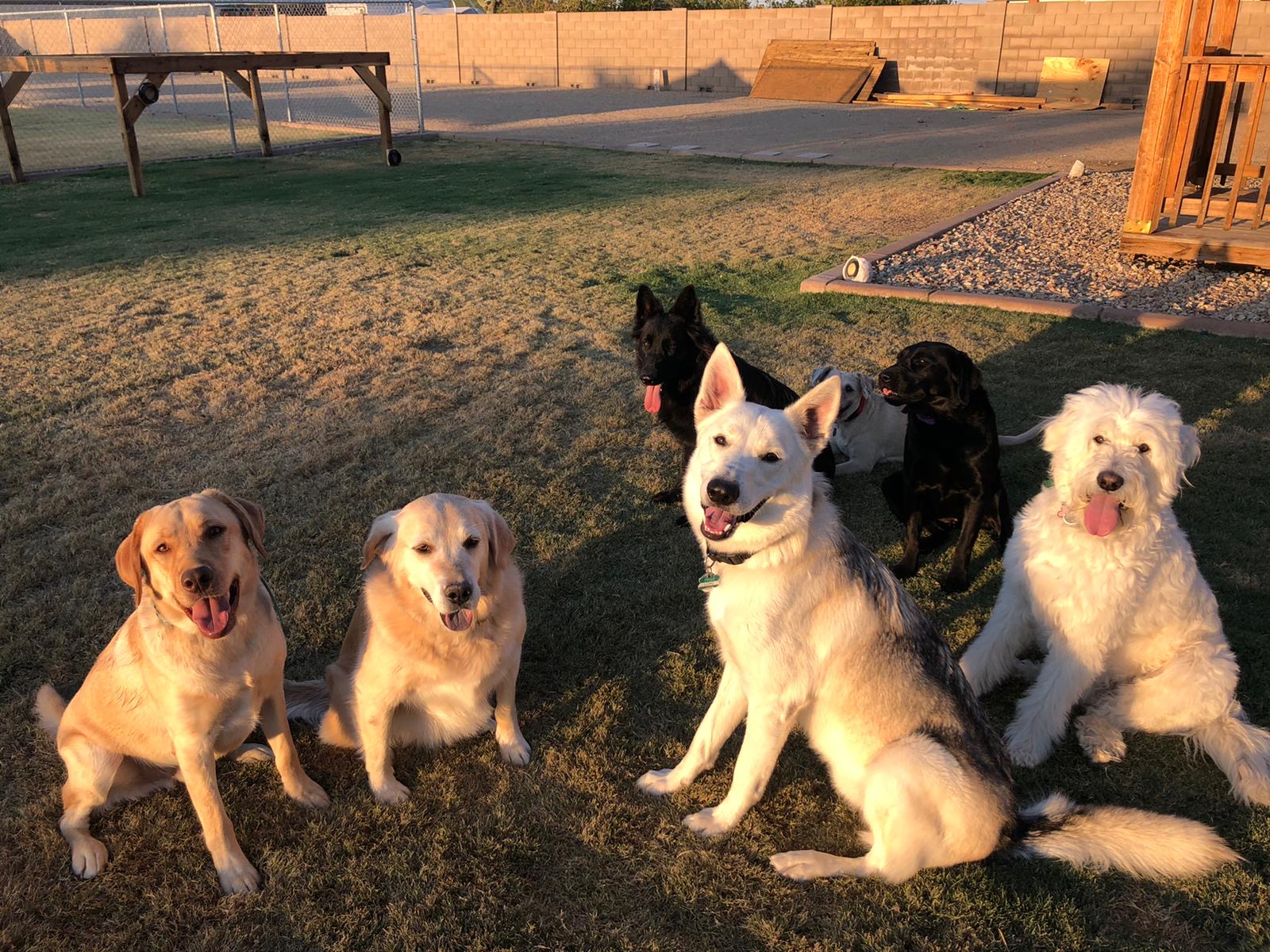 Premium Dog Training Moment