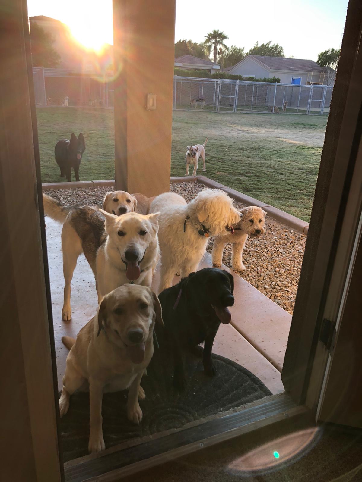 Premium Dog Training Moment