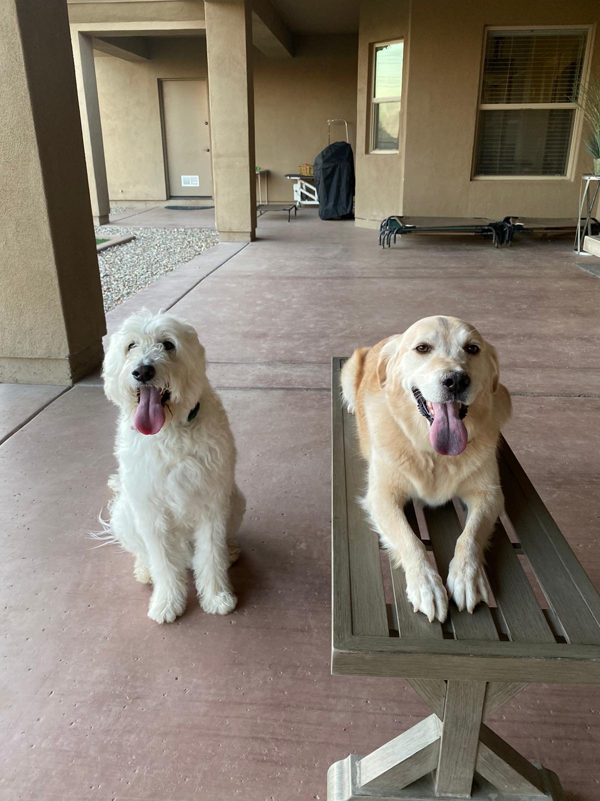 Premium Dog Training Moment