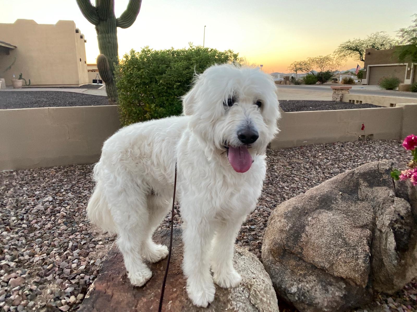 Premium Dog Training Moment
