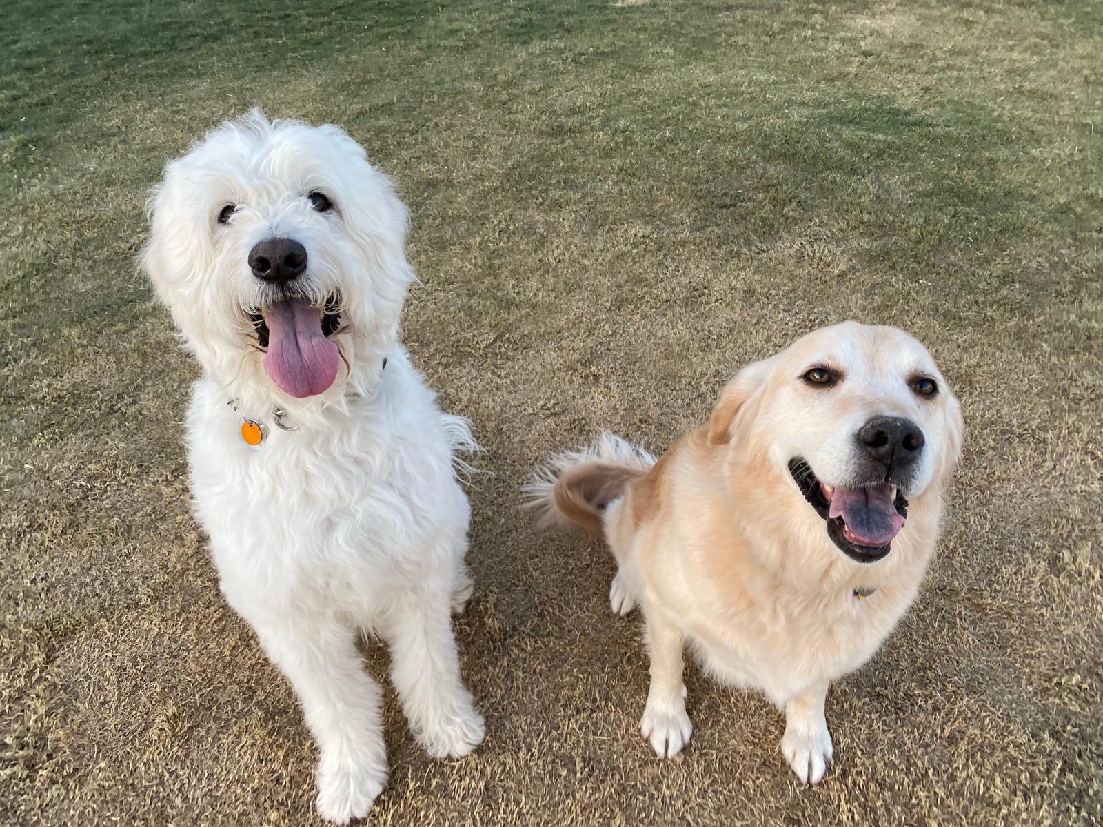 Premium Dog Training Moment