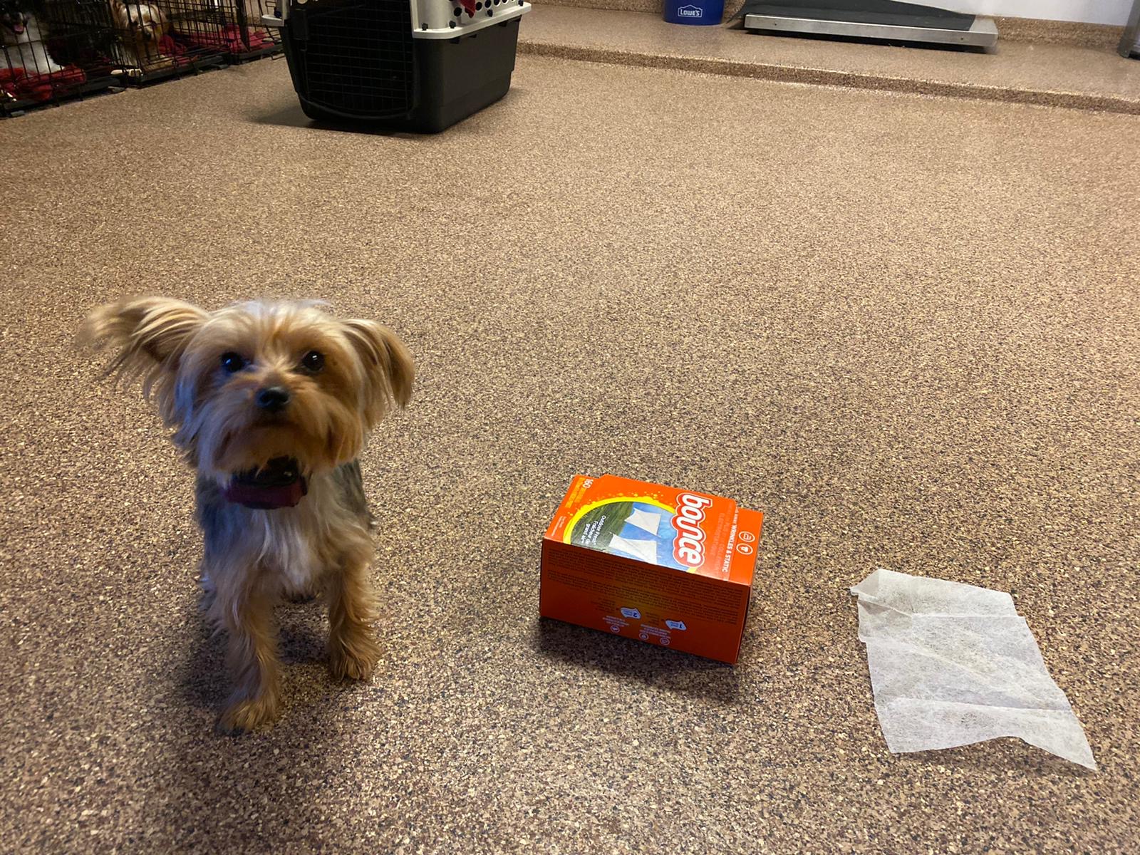 Premium Dog Training Moment