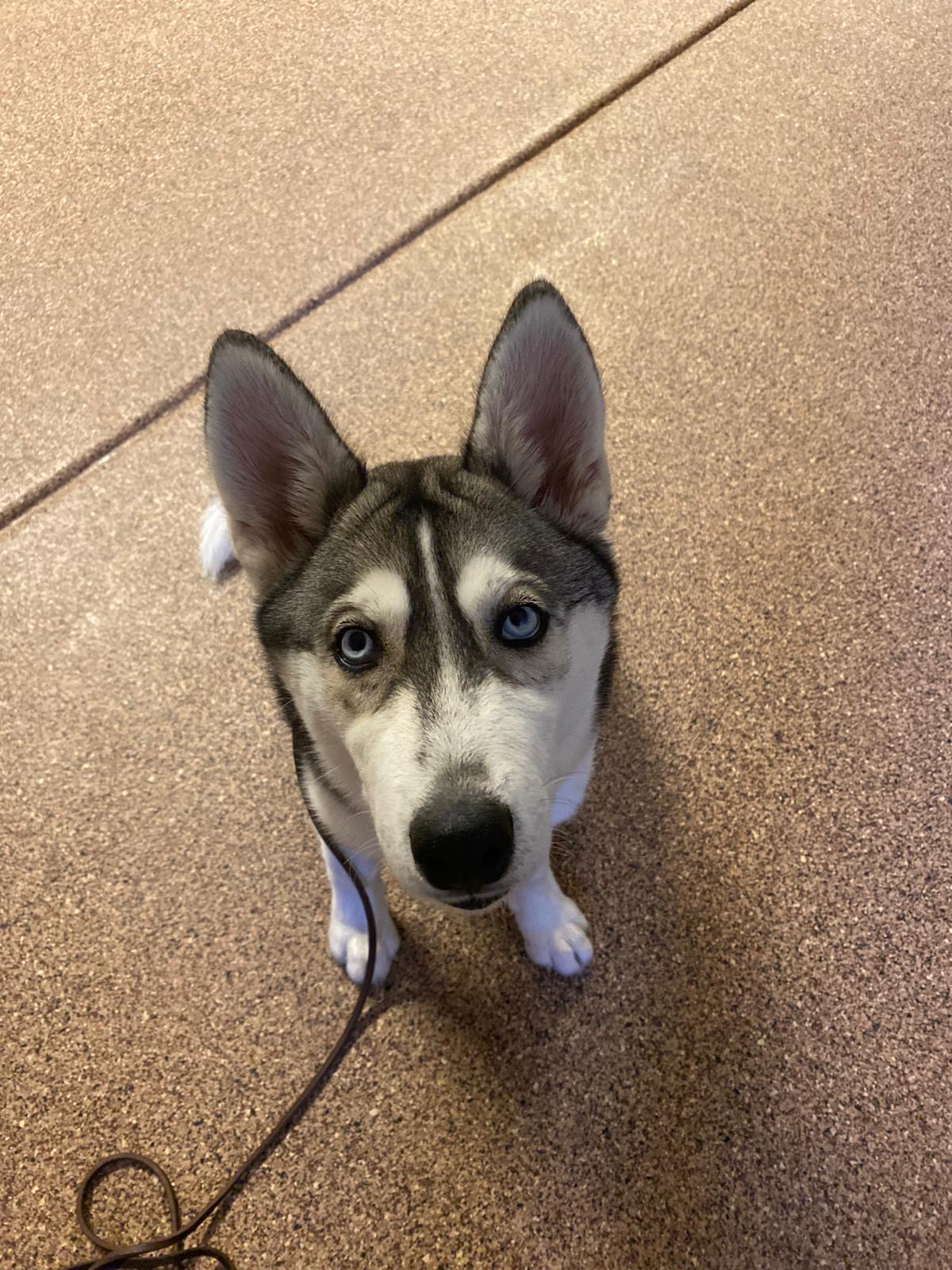 Premium Dog Training Moment