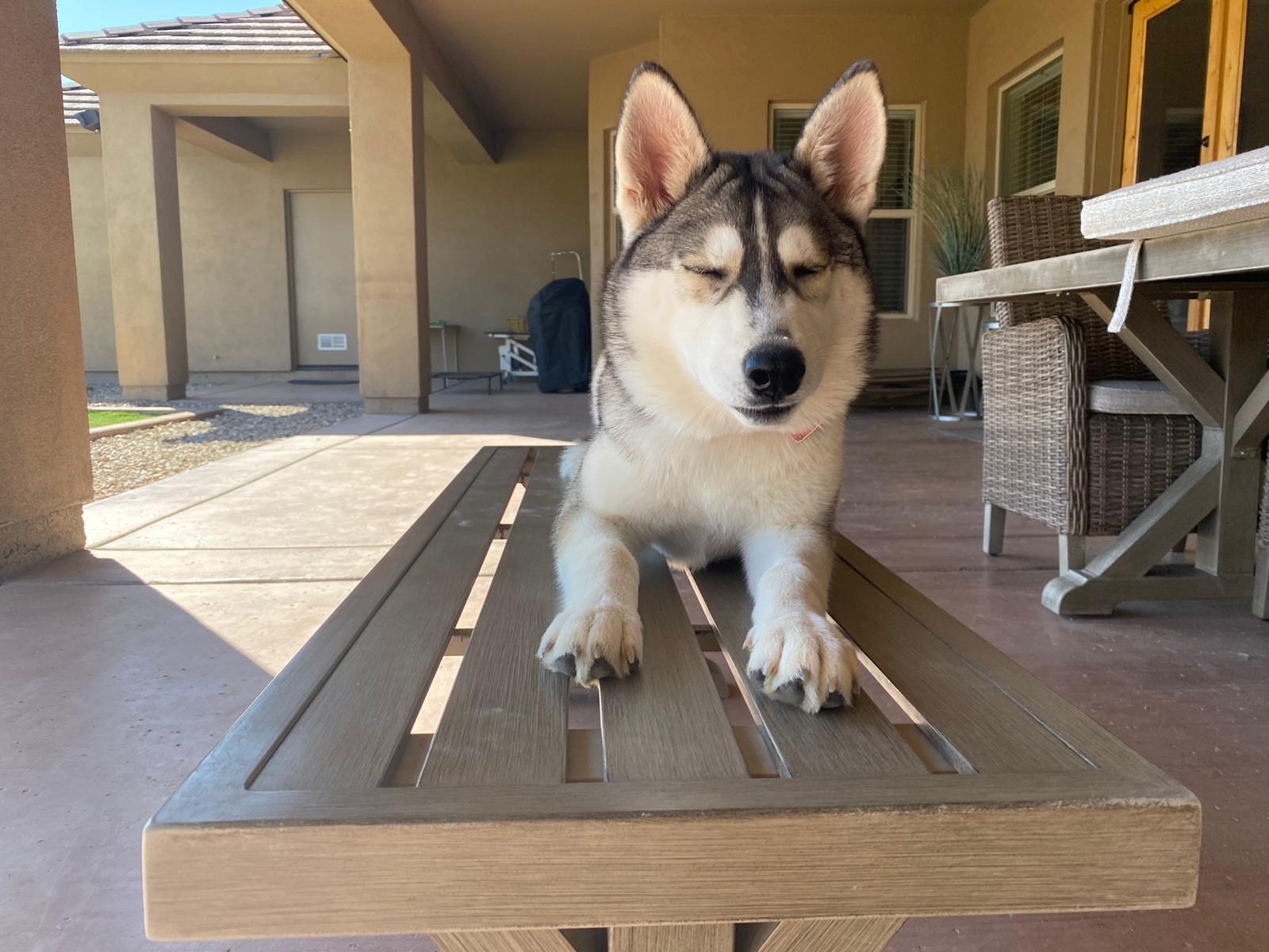 Premium Dog Training Moment