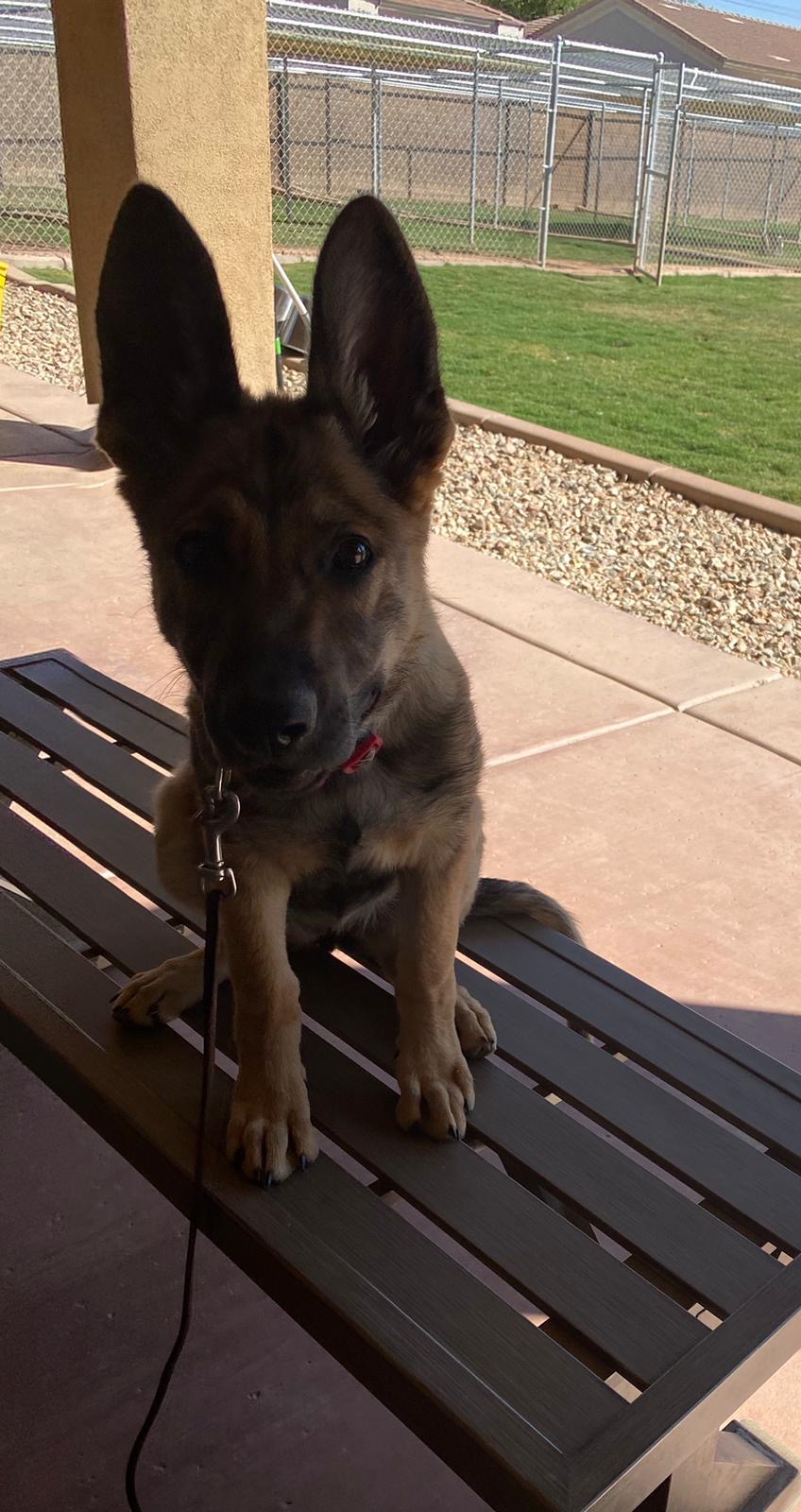 Premium Dog Training Moment
