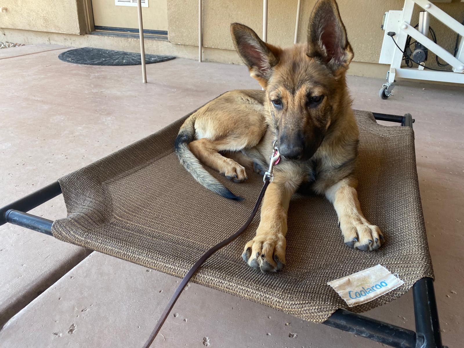 Premium Dog Training Moment