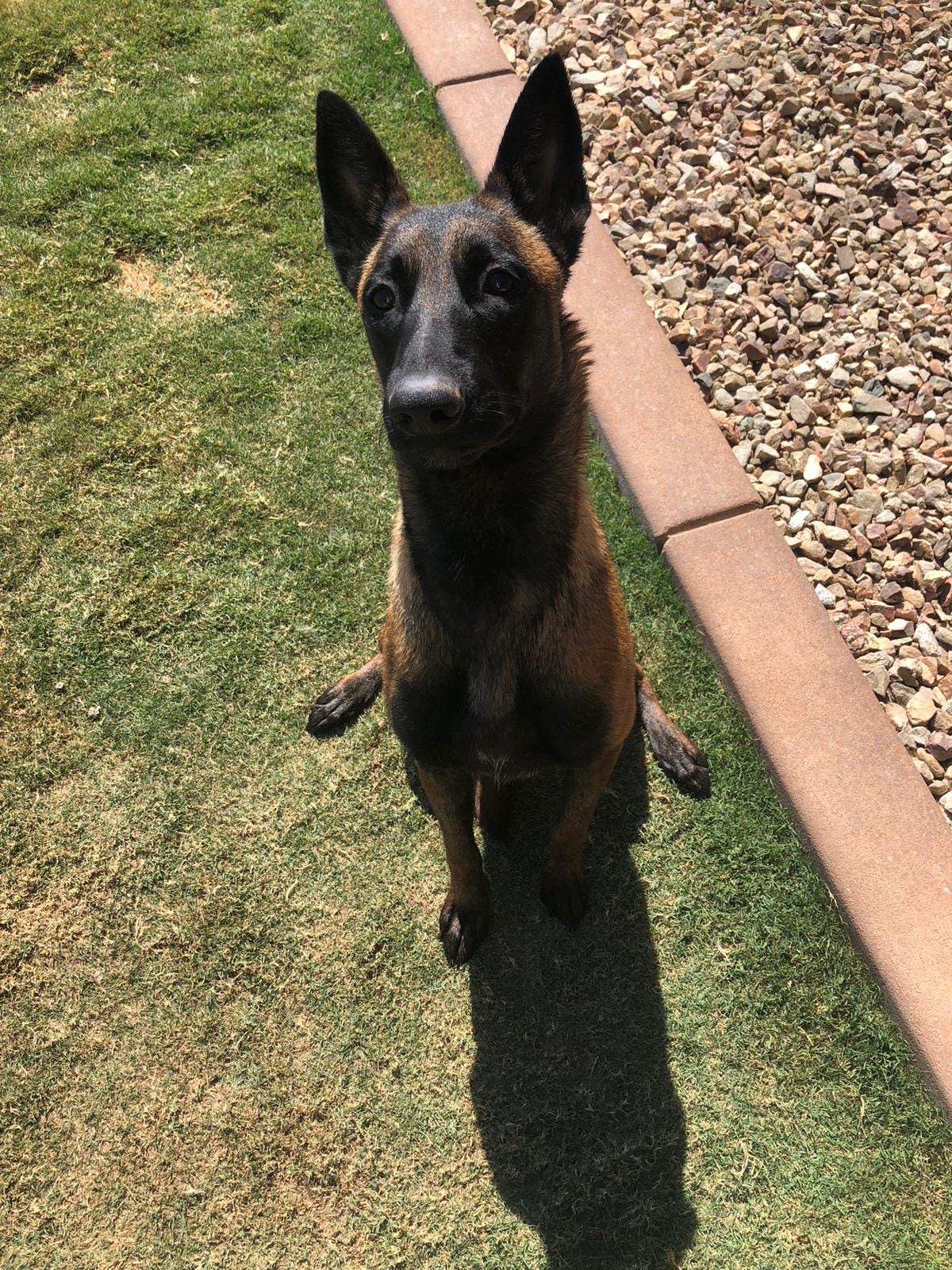 Premium Dog Training Moment