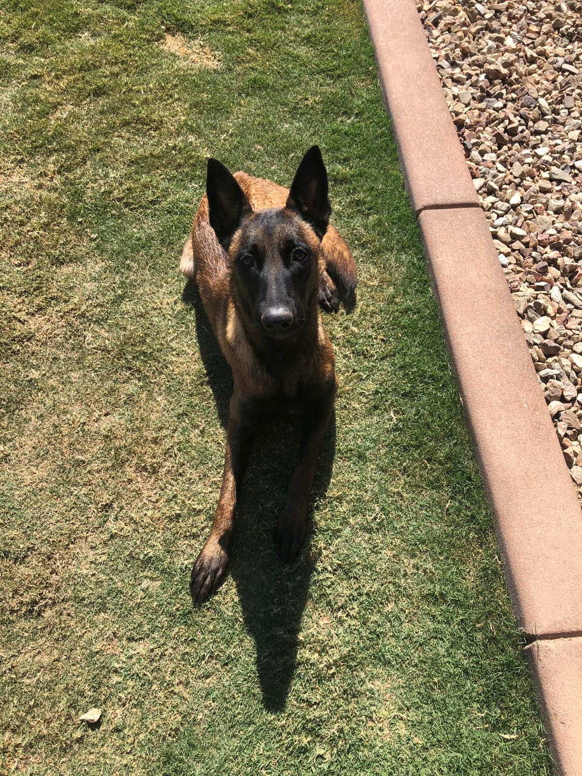 Premium Dog Training Moment