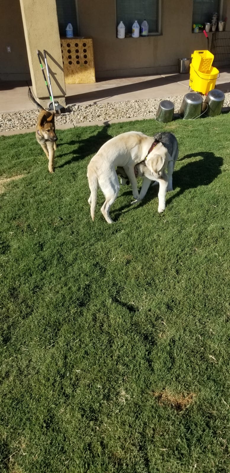 Premium Dog Training Moment