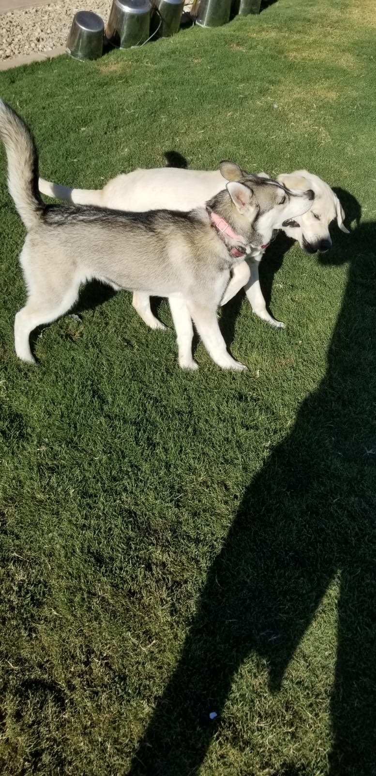 Premium Dog Training Moment