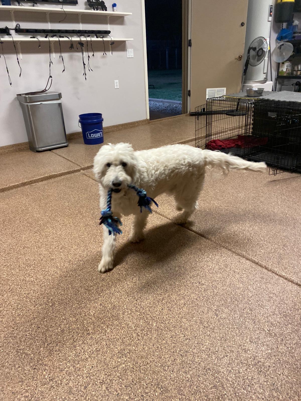 Premium Dog Training Moment