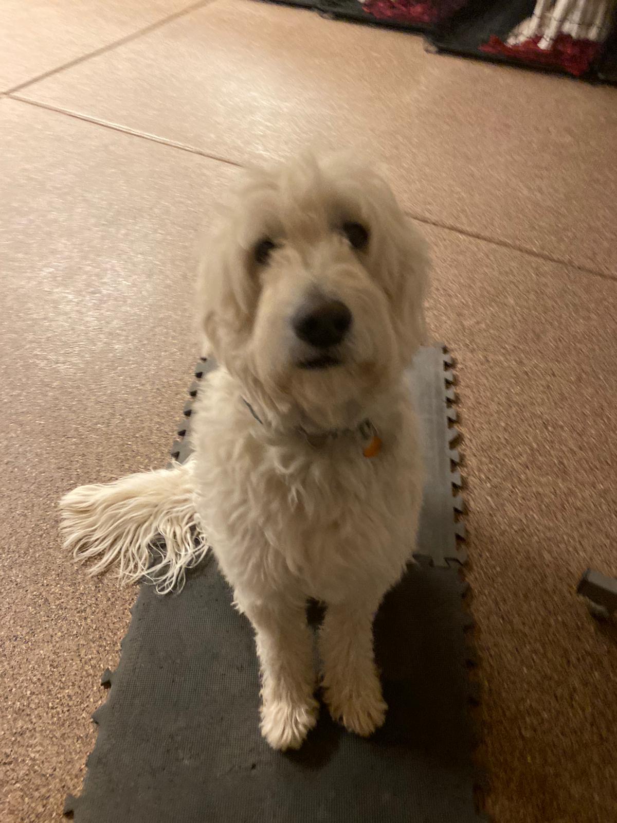 Premium Dog Training Moment