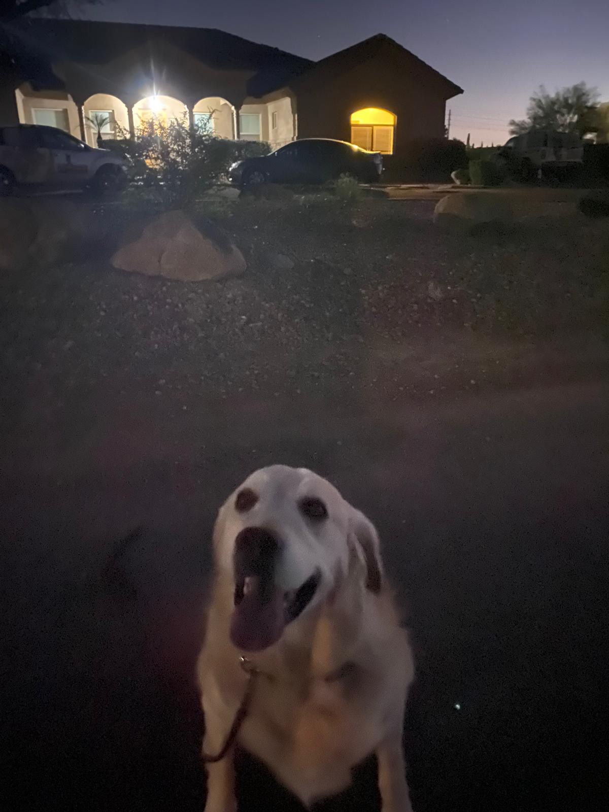 Premium Dog Training Moment