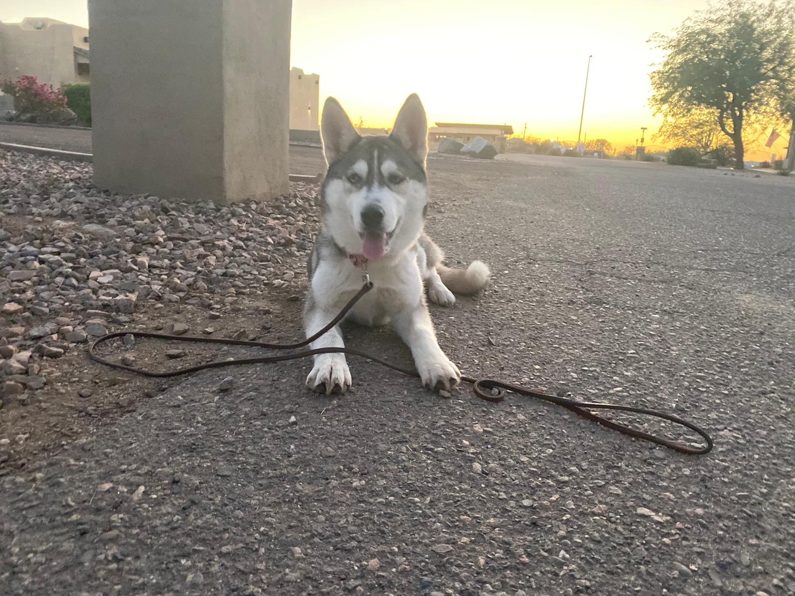 Premium Dog Training Moment