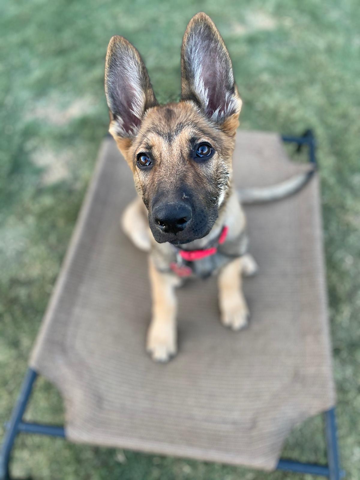Premium Dog Training Moment