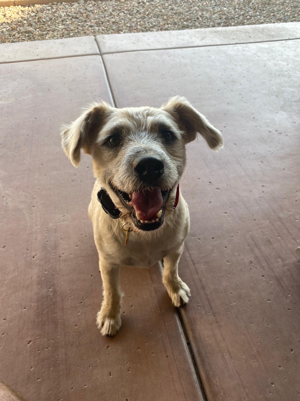 Premium Dog Training Moment